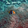 sharon osberg (SharonO) > French Polynesia photo